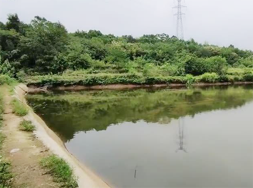 1620353309757620.png 藻类.png