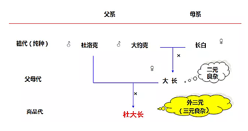 1620440338461953.png 表三元猪肉啊.png