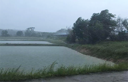 夏季池塘治理.png