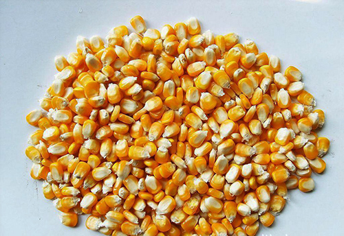 1624868074604652.jpg 玉米饲料.jpg